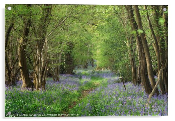 Bluebell Woodlands Warwickshire #01 - April 2022 Acrylic by Alan Ranger
