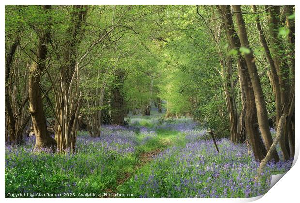 Bluebell Woodlands Warwickshire #01 - April 2022 Print by Alan Ranger