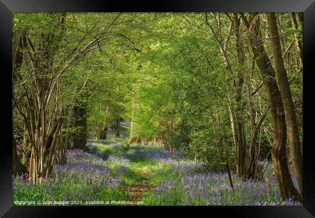 Bluebell Woodlands Warwickshire #03 - April 2022 Framed Print by Alan Ranger