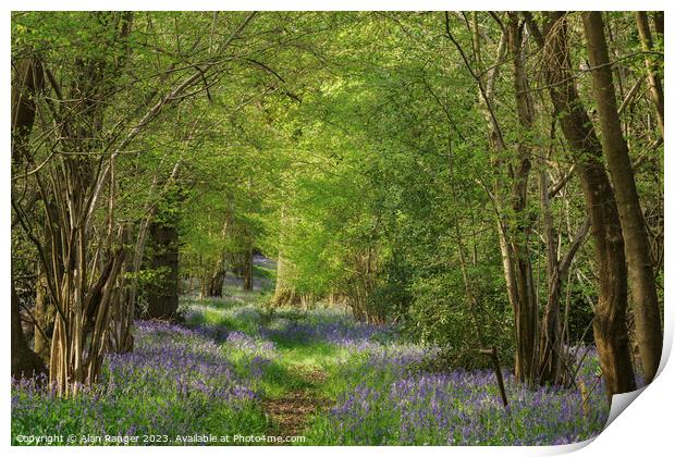 Bluebell Woodlands Warwickshire #03 - April 2022 Print by Alan Ranger