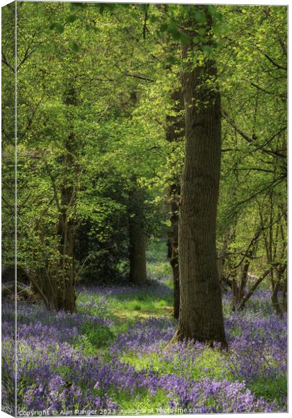 Bluebell Woodlands Warwickshire #05 - April 2022 Canvas Print by Alan Ranger