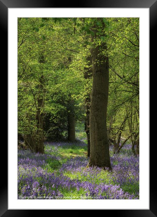 Bluebell Woodlands Warwickshire #05 - April 2022 Framed Mounted Print by Alan Ranger