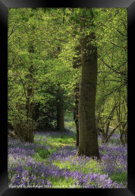 Bluebell Woodlands Warwickshire #05 - April 2022 Framed Print by Alan Ranger