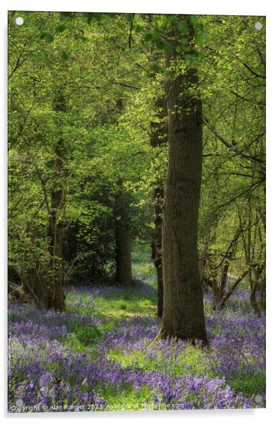 Bluebell Woodlands Warwickshire #05 - April 2022 Acrylic by Alan Ranger