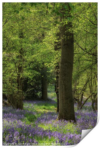 Bluebell Woodlands Warwickshire #05 - April 2022 Print by Alan Ranger