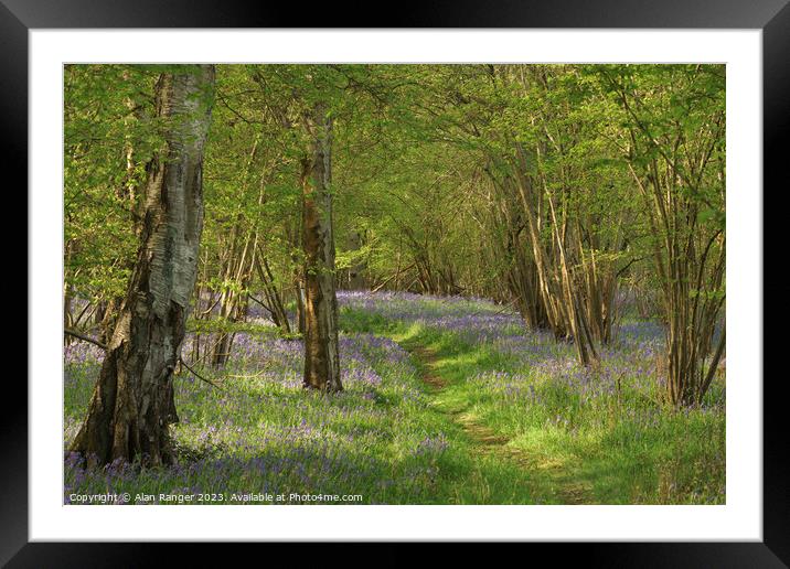 Bluebell Woodlands Warwickshire #10 - April 2022 Framed Mounted Print by Alan Ranger