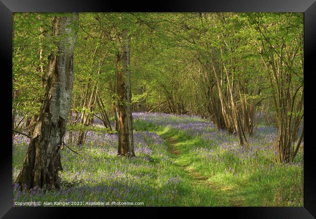 Bluebell Woodlands Warwickshire #10 - April 2022 Framed Print by Alan Ranger