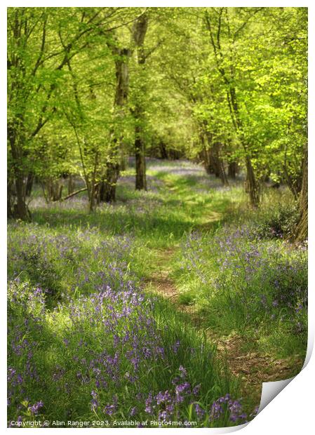 Bluebell Woodlands Warwickshire #14 - April 2022 Print by Alan Ranger