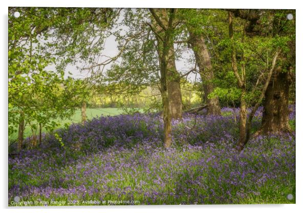 bluebell Woodlands Warwickshire #17 - April 2022 Acrylic by Alan Ranger