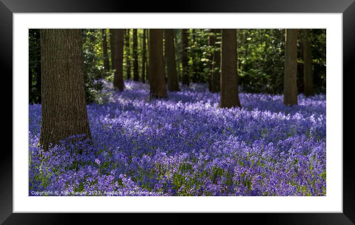 Bluebell Woodlands Framed Mounted Print by Alan Ranger