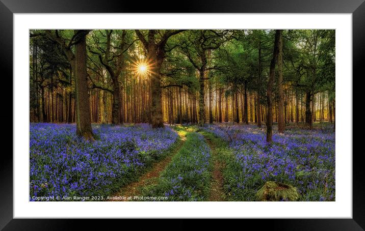 Bluebell Woodlands - Sunrise Framed Mounted Print by Alan Ranger