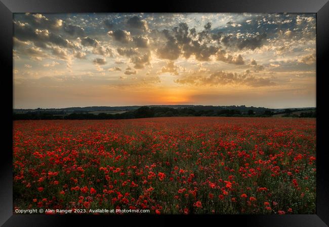 Poppy 7 Framed Print by Alan Ranger