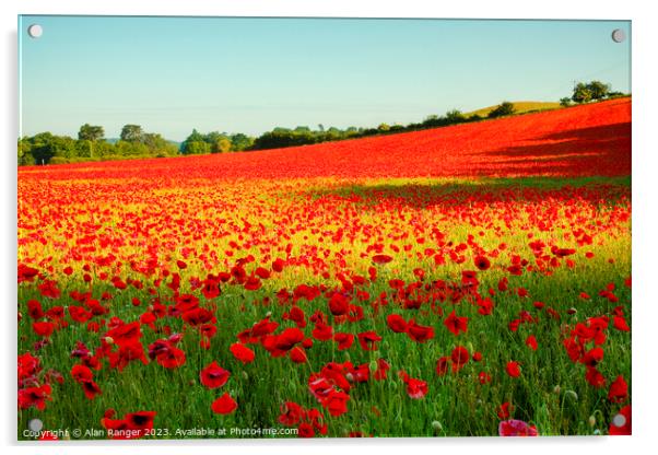 Poppy Field Acrylic by Alan Ranger