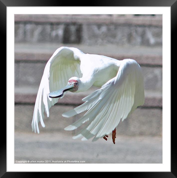 Wing and a prayer. Framed Mounted Print by allen martin