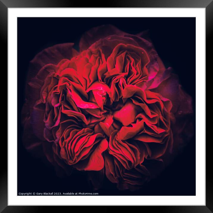 Natures Depth, a Peony to be Discovered Framed Mounted Print by Gary Blackall