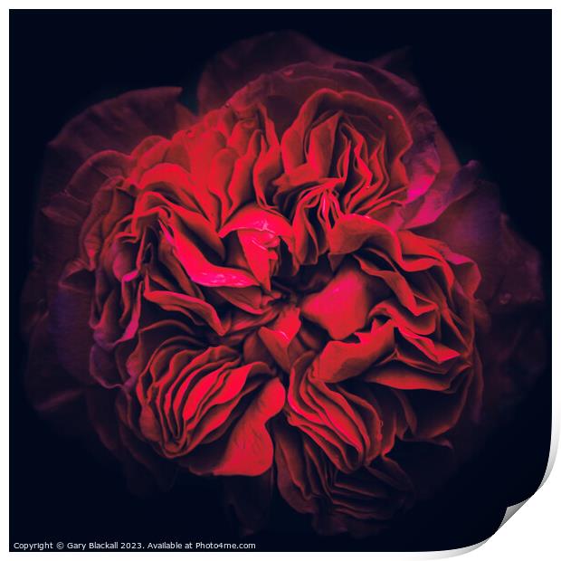 Natures Depth, a Peony to be Discovered Print by Gary Blackall