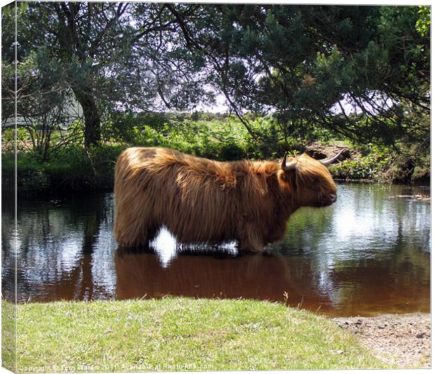 Highlander cooling off Canvas Print by Terri Waters