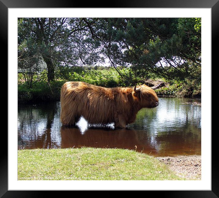 Highlander cooling off Framed Mounted Print by Terri Waters