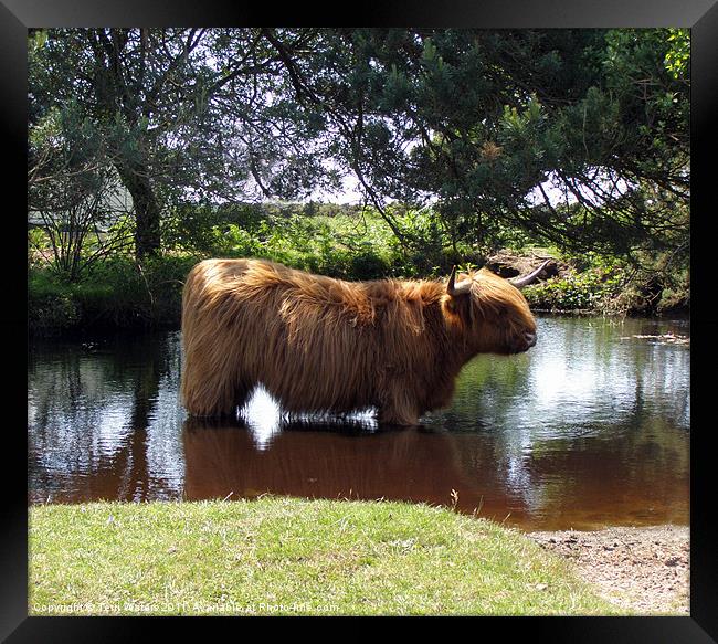 Highlander cooling off Framed Print by Terri Waters