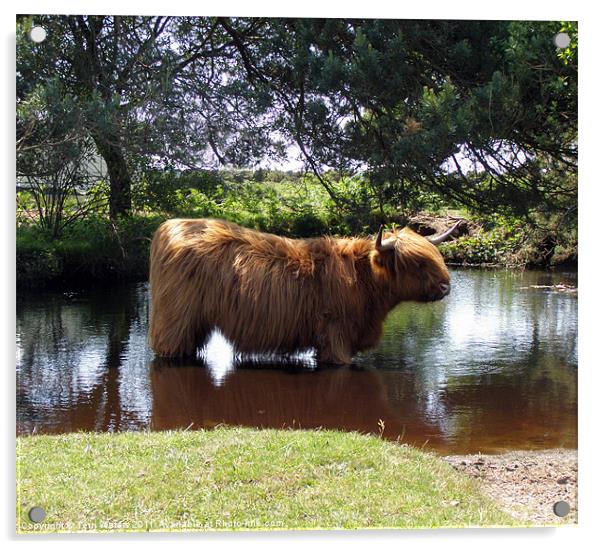 Highlander cooling off Acrylic by Terri Waters