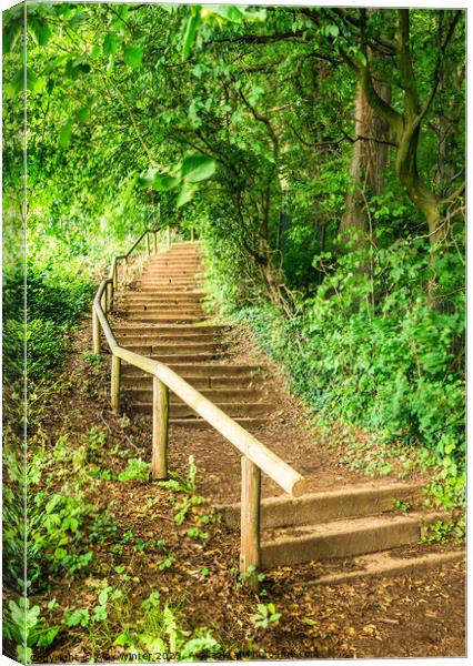Staircase steps in green forest Canvas Print by Alex Winter
