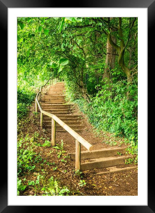 Staircase steps in green forest Framed Mounted Print by Alex Winter