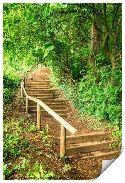 Staircase steps in green forest Print by Alex Winter