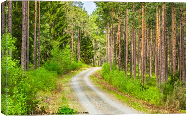 View of pine woodland with dirt road Canvas Print by Alex Winter
