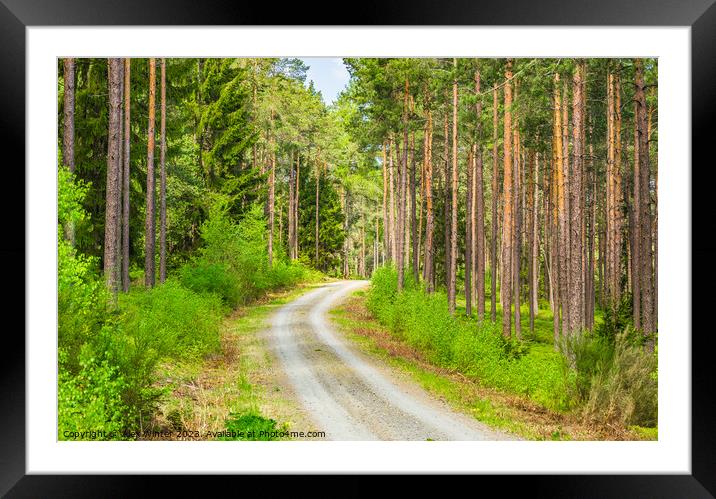View of pine woodland with dirt road Framed Mounted Print by Alex Winter