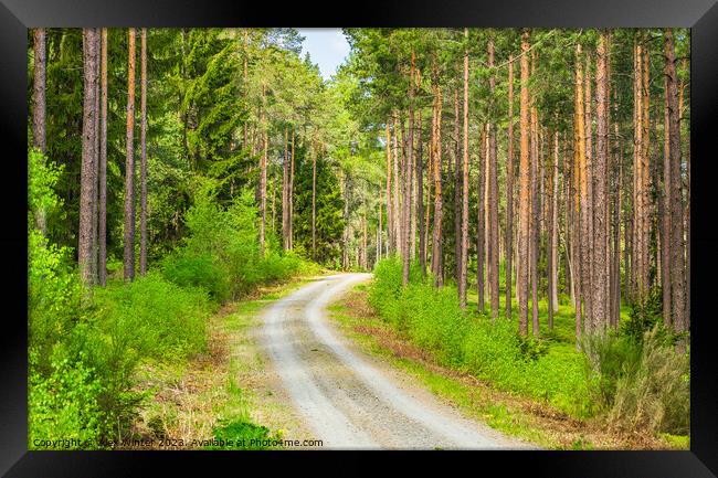 View of pine woodland with dirt road Framed Print by Alex Winter