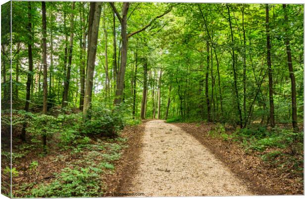 Pathway in green forest Canvas Print by Alex Winter