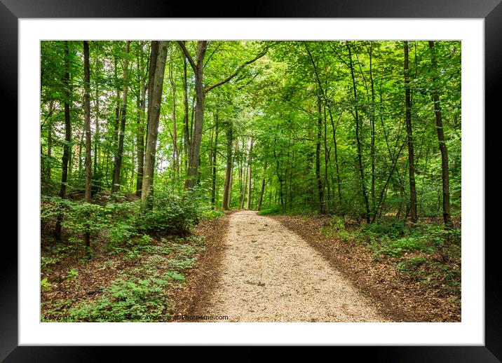 Pathway in green forest Framed Mounted Print by Alex Winter