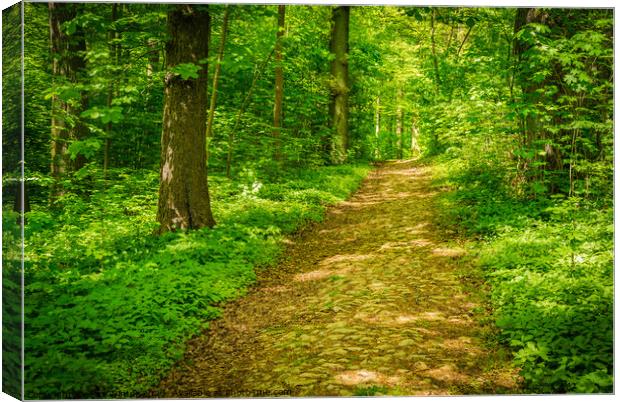 Beautiful path in green forest at spring Canvas Print by Alex Winter