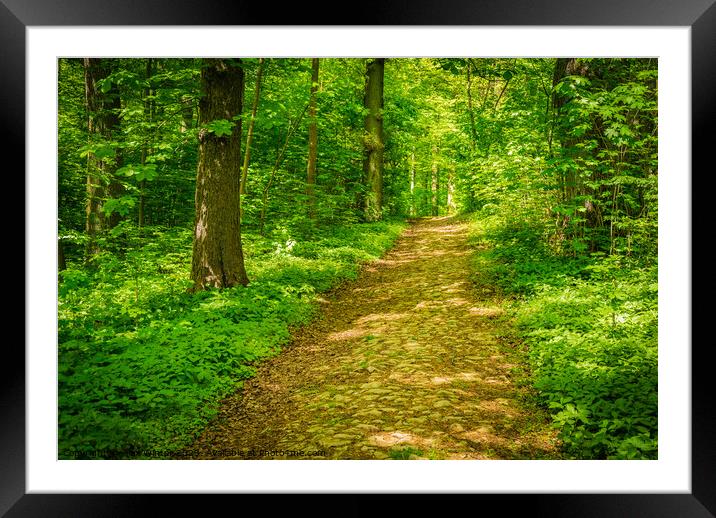 Beautiful path in green forest at spring Framed Mounted Print by Alex Winter
