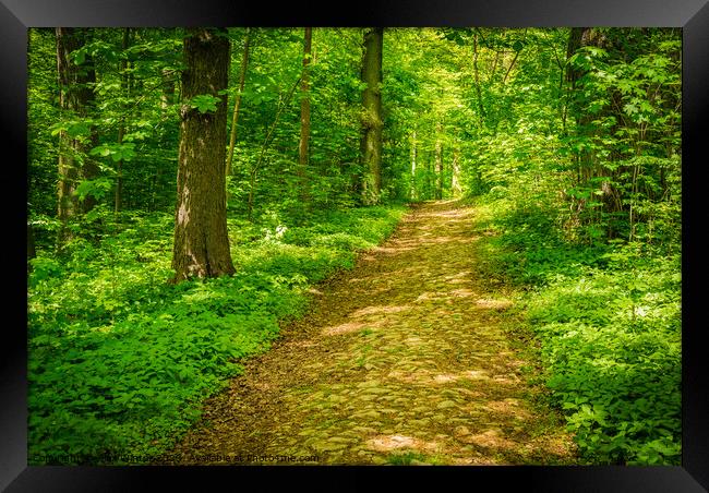 Beautiful path in green forest at spring Framed Print by Alex Winter