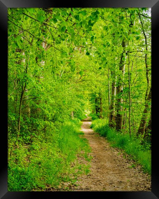 Pathway into green forest Framed Print by Alex Winter