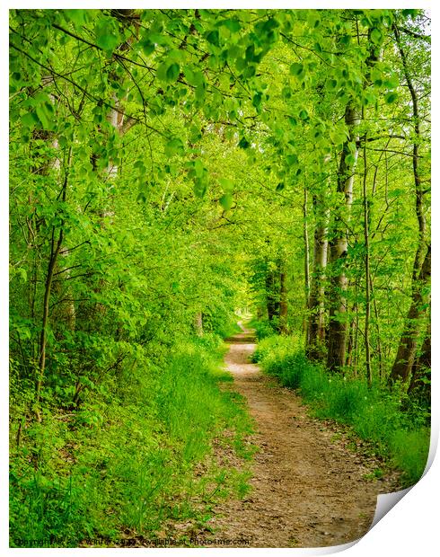 Pathway into green forest Print by Alex Winter