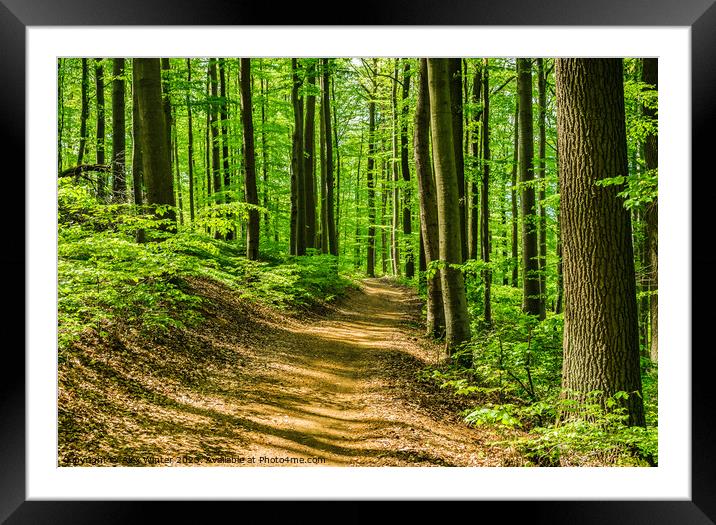 Idyllic footpath in green forest Framed Mounted Print by Alex Winter