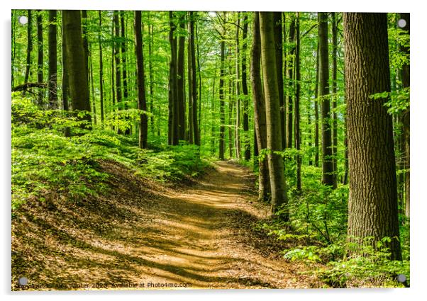 Idyllic footpath in green forest Acrylic by Alex Winter