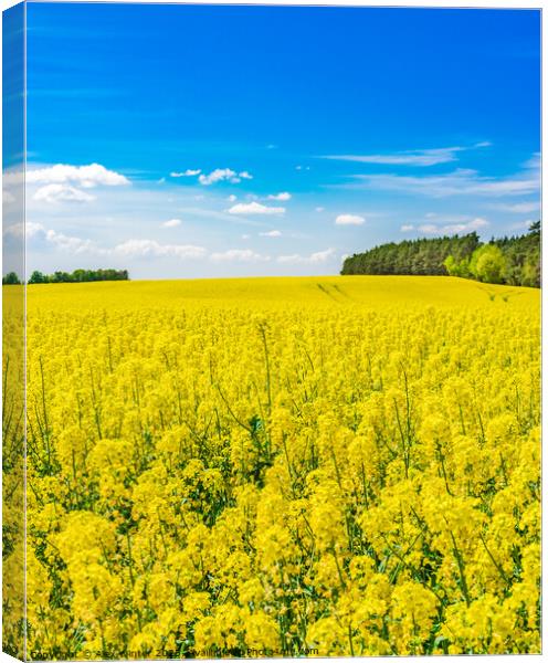 Golden field of flowering rapeseed Canvas Print by Alex Winter