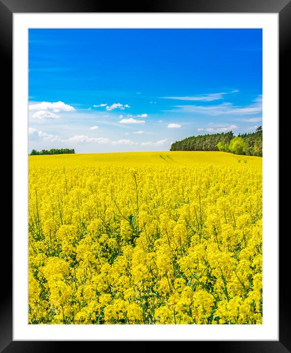 Golden field of flowering rapeseed Framed Mounted Print by Alex Winter