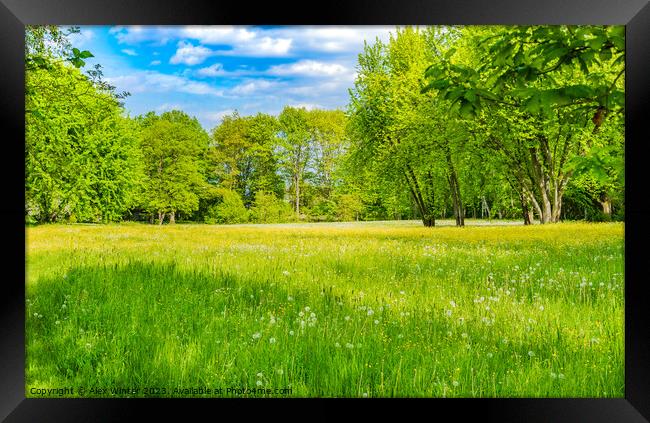 Spring meadow with fresh green grass Framed Print by Alex Winter