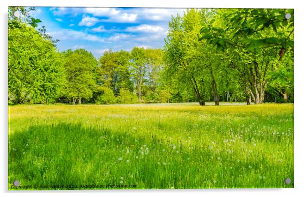 Spring meadow with fresh green grass Acrylic by Alex Winter