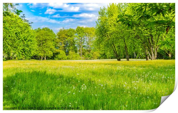 Spring meadow with fresh green grass Print by Alex Winter