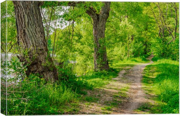 Dirt road along lake Canvas Print by Alex Winter