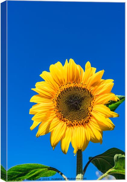 Radiant Sunflower Glory Canvas Print by Alex Winter