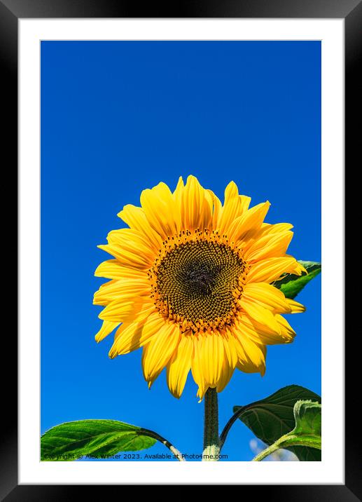 Radiant Sunflower Glory Framed Mounted Print by Alex Winter