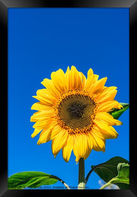 Radiant Sunflower Glory Framed Print by Alex Winter