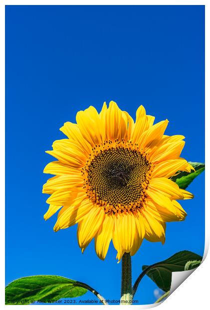 Radiant Sunflower Glory Print by Alex Winter