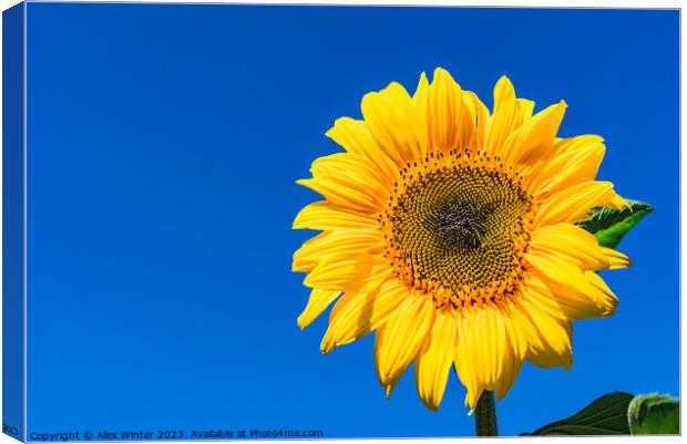 Golden Sunflower in the Summer Sky Canvas Print by Alex Winter